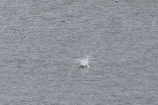 04 January 2022 - 11-37-58 - 3

---------------------
Gannets feeding in the river Dart